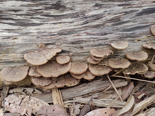 Mushrooms, Ganoderma lucidum, fungi