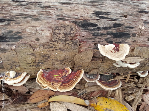 Mushrooms, Ganoderma lucidum, fungi