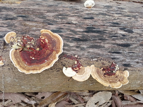 Mushrooms, Ganoderma lucidum, fungi