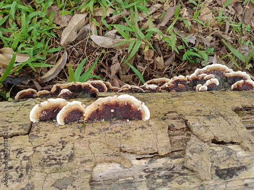 Mushrooms, Ganoderma lucidum, fungi