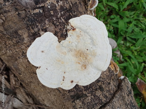 Mushrooms, Ganoderma lucidum, fungi