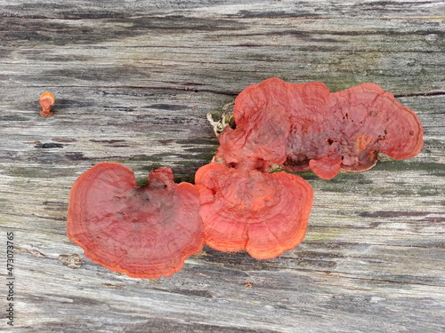 Mushrooms, Ganoderma lucidum, fungi
