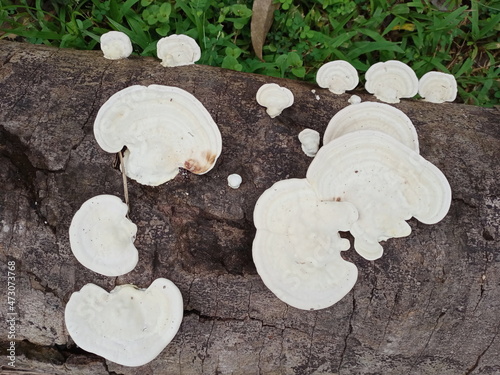 Mushrooms, Ganoderma lucidum, fungi