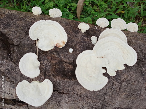 Mushrooms, Ganoderma lucidum, fungi