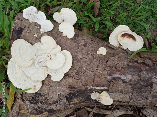 Mushrooms, Ganoderma lucidum, fungi