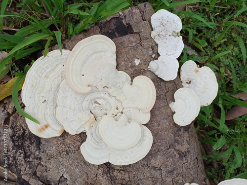 Mushrooms, Ganoderma lucidum, fungi
