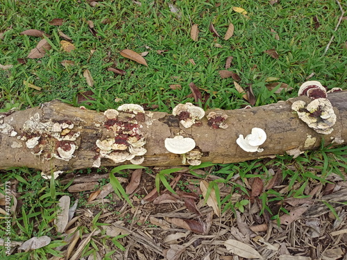 Mushrooms, Ganoderma lucidum, fungi