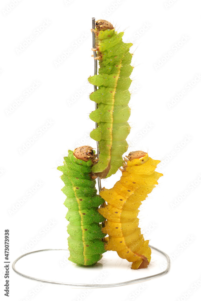 Naklejka premium Silkworm moth larvae on a white background 