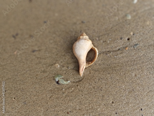 Sea water, shell, marine life