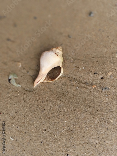 Sea water, shell, marine life