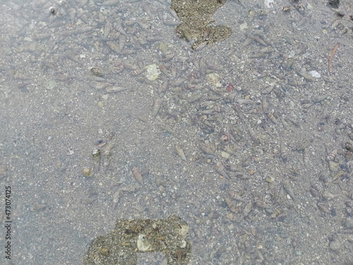 Sea water, shell, marine life