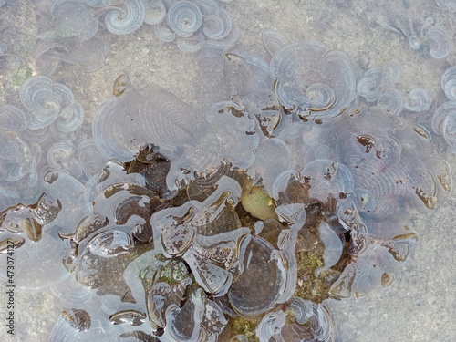 Sea water shell, marine life, kelp