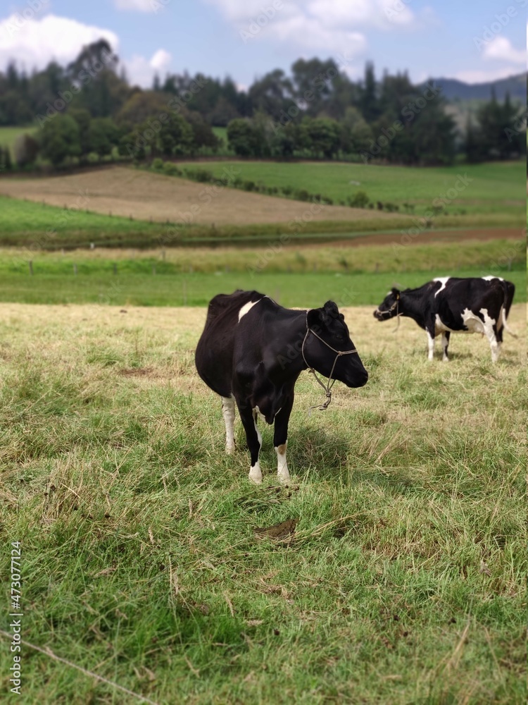 cows in the meadow cows in the meadow