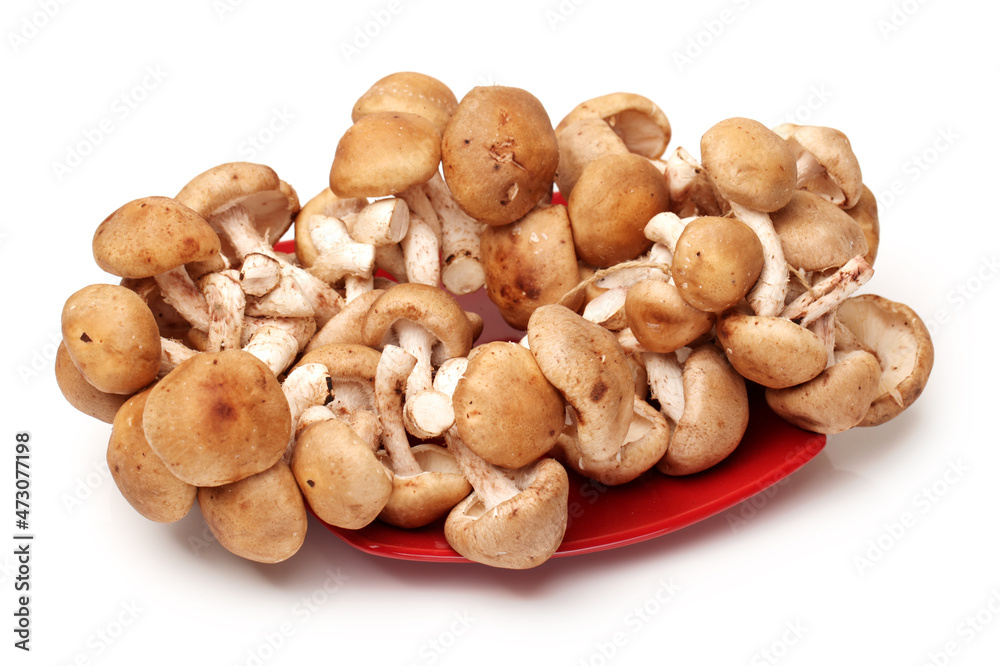 Shiitake mushroom on the White background Shiitake mushroom on the White background