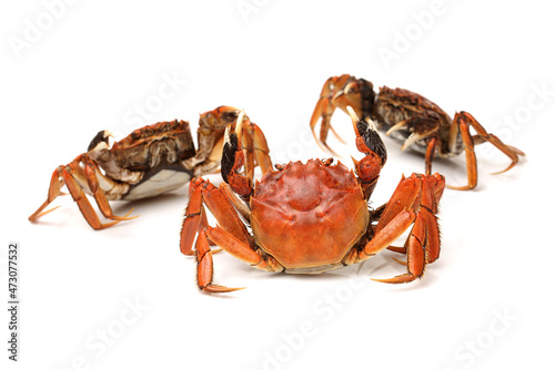 Cooked river crab isolated in white background