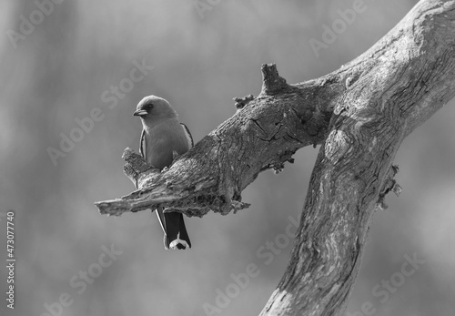 Dusky Woodswallow photo