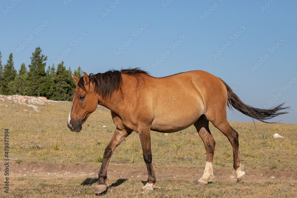 Wild Horse mare in the Pryor Mountains Wild Horse Range on the border of Wyoming Montana in the United States