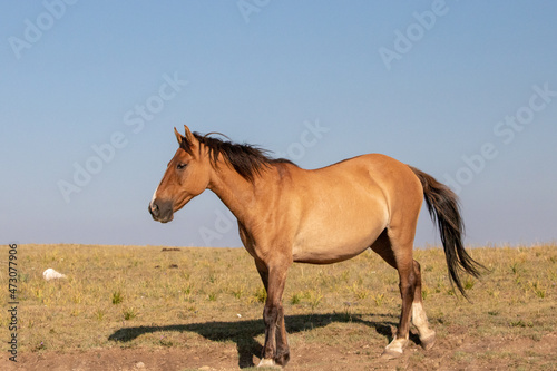 Pregnant dun colored Wild Horse mare in the mountains of western North America