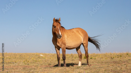 Pregnant wild horse dun mare on a mountain ridge in the western United States photo