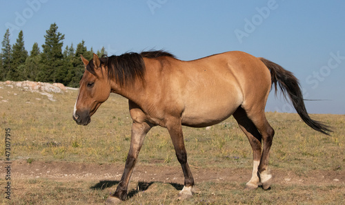 Buckskin colored Wild Horse mare in the Pryor Mountains Wild Horse Range on the border of Wyoming and Montana in the United States