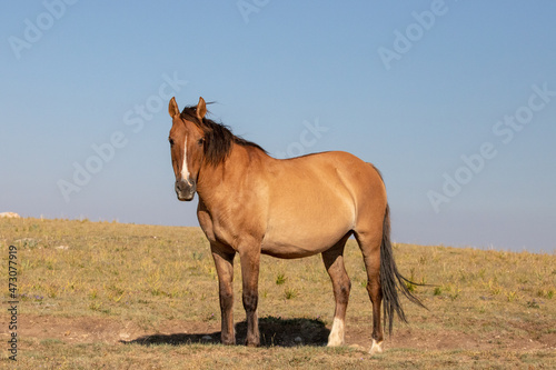 Pregnant Wild Horse mare in mountains of western North America photo