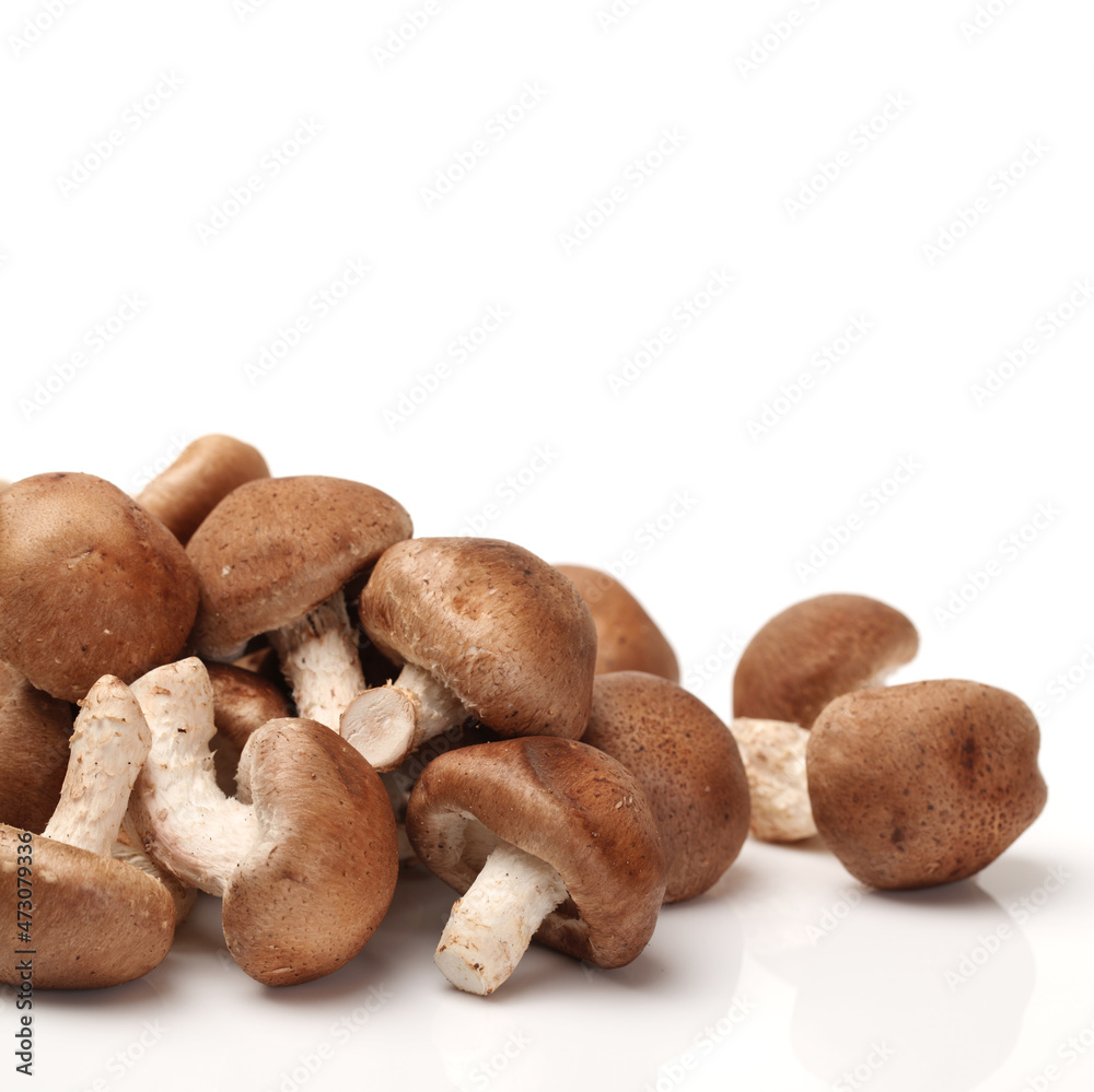 Shiitake mushroom on the White background Shiitake mushroom on the White background