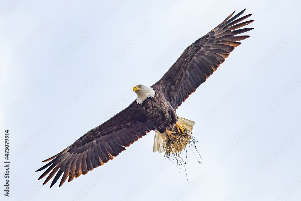 Eagle, imperial in flight. Eagle, most likely looking for prey or to protect its territory. Eagle, imperial in flight. Eagle, most likely looking for prey or to protect its territory.