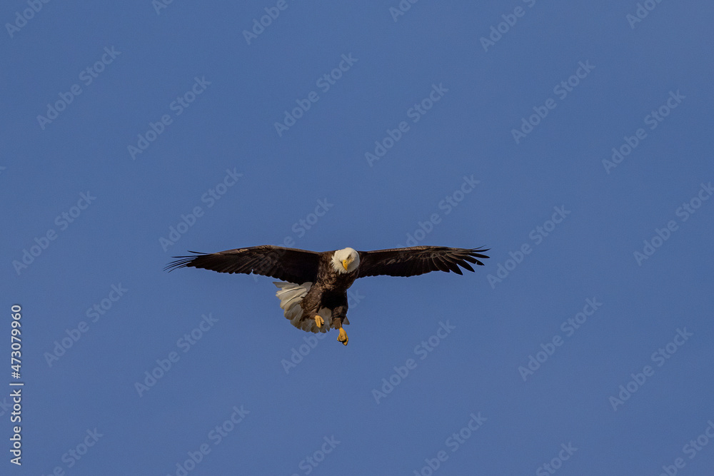 Eagle, imperial in flight. Eagle, most likely looking for prey or to protect its territory. Eagle, imperial in flight. Eagle, most likely looking for prey or to protect its territory.