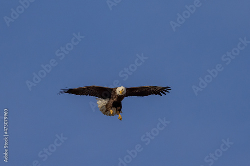 Eagle, imperial in flight. Eagle, most likely looking for prey or to protect its territory.