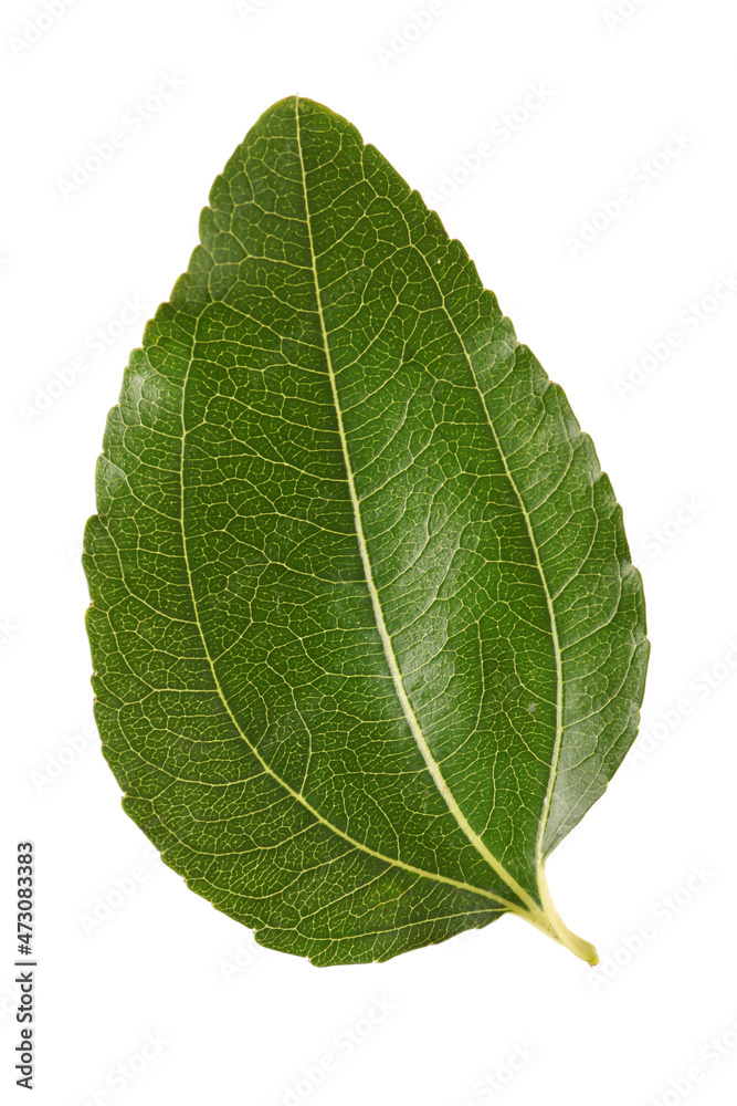 jujube or chinese date leaf on white background jujube or chinese date leaf on white background