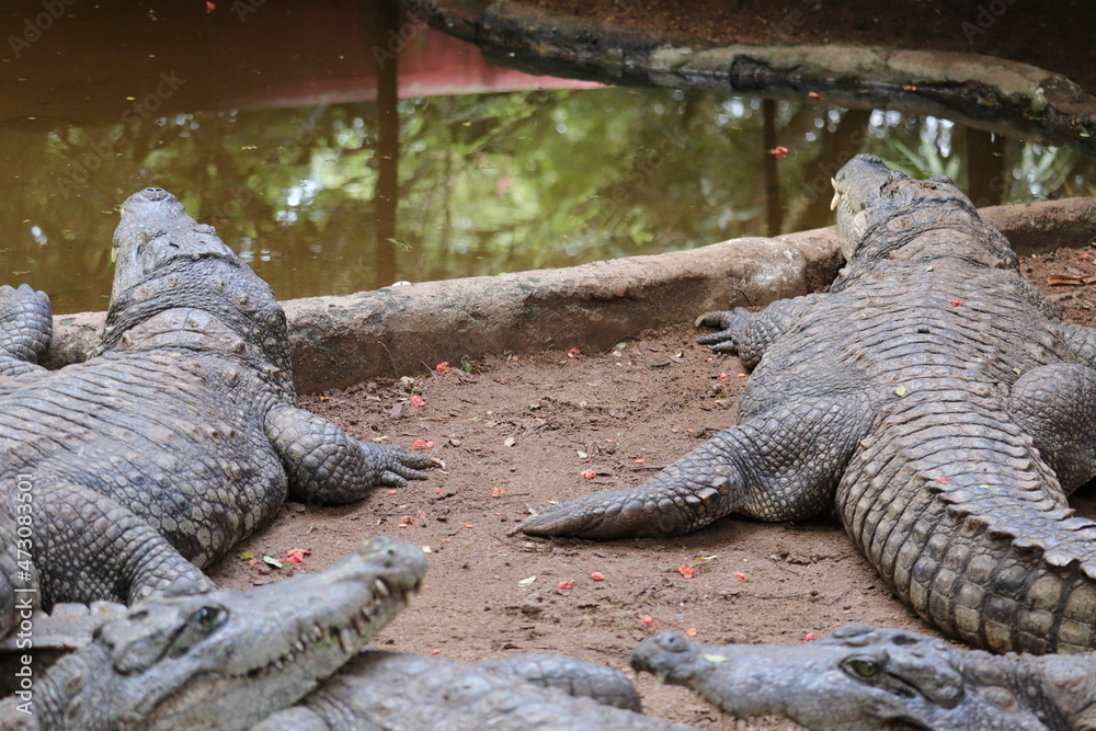 Fototapeta premium A Beautiful groupe of large crocodiles.