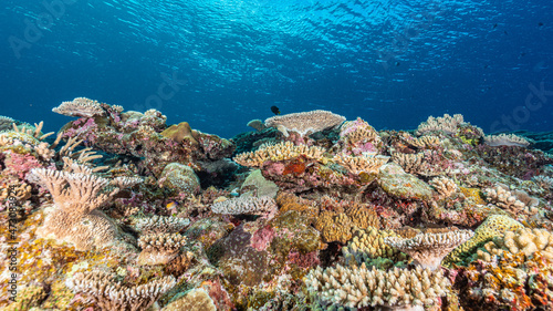 Fototapeta Naklejka Na Ścianę i Meble -  Okinawa reef
