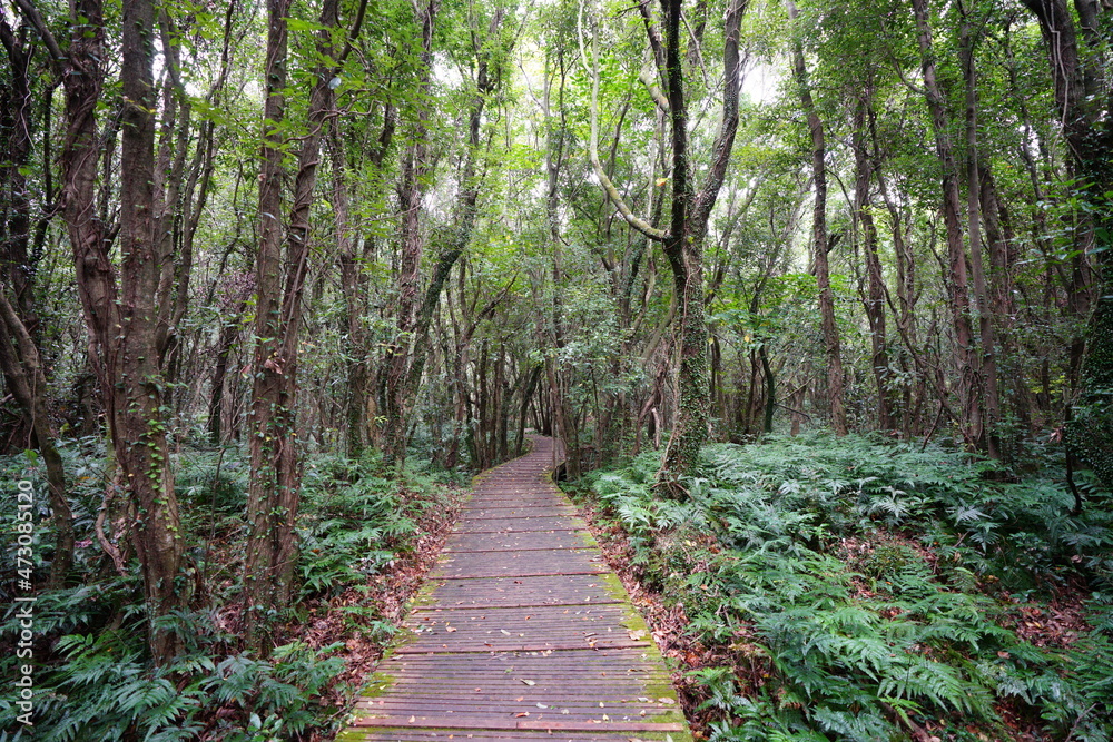 Fototapeta premium a boardwalk in a lonely autumn forest