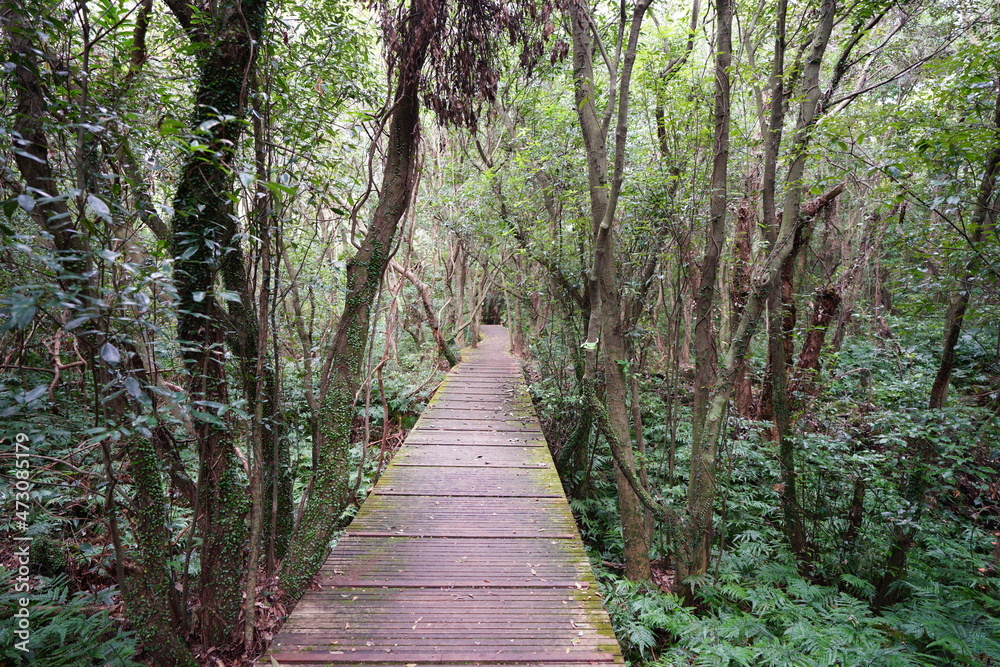 a boardwalk in a lonely autumn forest a boardwalk in a lonely autumn forest