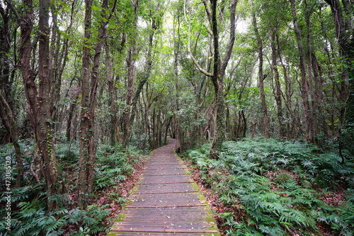 a boardwalk in a lonely autumn forest