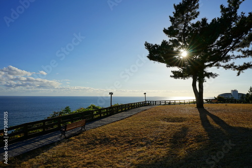 a seaside landscape with trees and sunlight