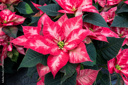 Obraz na plátně Pink on pink poinsettia flowers in full bloom, Christmas flowers, as a holiday b