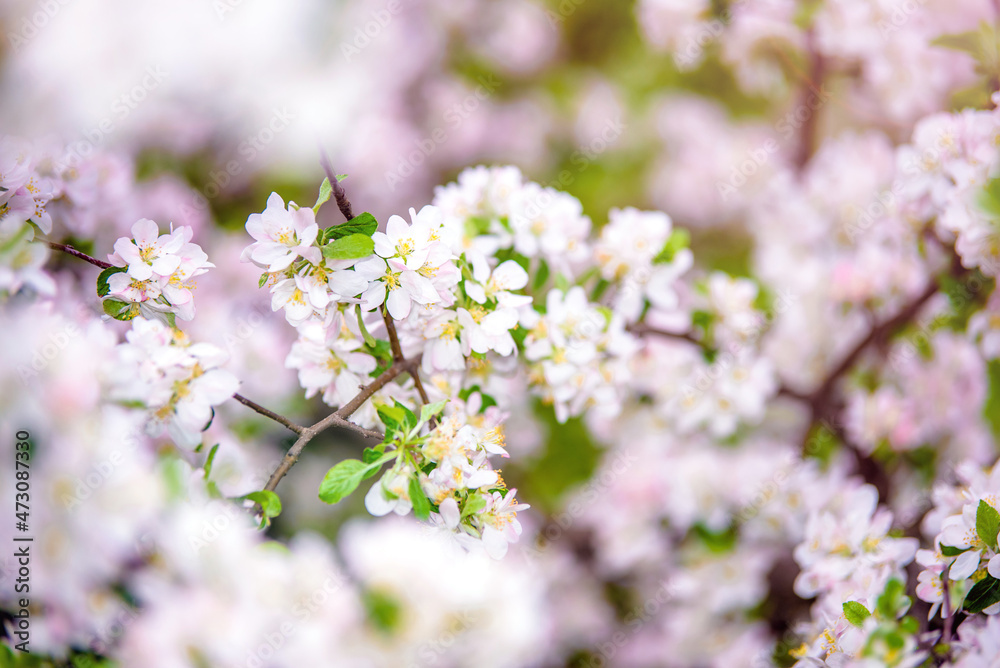 appletree blossom branch in the garden in spring
