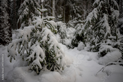 Snow on a green spruce branches. Winter snow covered clearing. The long awaited snow. Snow white winter. Looking for beautiful Christmas tree in Latvian forest