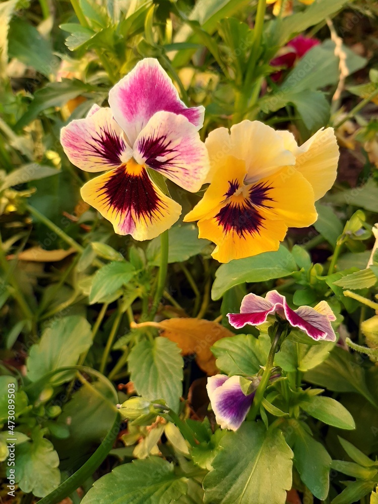 Obraz premium Природа,времена года.