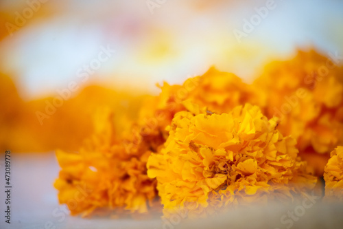 macro shot showing marigold flowers with a colorful background this gainda phool flower is extensively used in hindu rituals and celebrations like diwali, pujas and weddings photo