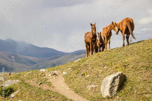 Beautiful brown horses grazing on the green meadow in highlands on sunny Summer day. © Rassul