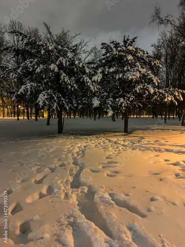 Snowy park with trees covered by snow, night time, winter background 