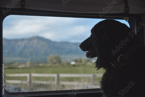 Wallpaper Mural Dog looking out window at farm in Ogden Utah Torontodigital.ca