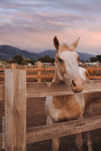 Horses at a farm in Ogden Utah