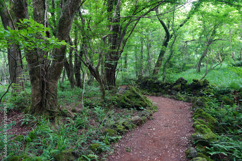 a flourishing fresh green forest with a path a flourishing fresh green forest with a path