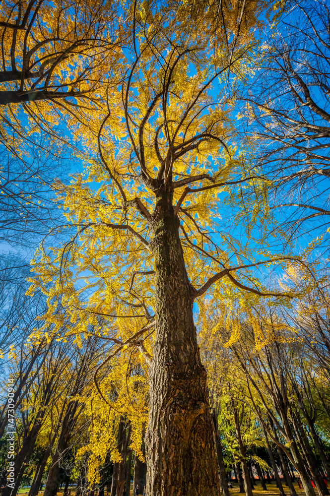 Fototapeta premium Autumn colors in a park in Tokyo with red Japanese maples and yellow Ginkgo Biloba trees putting on a colorful show