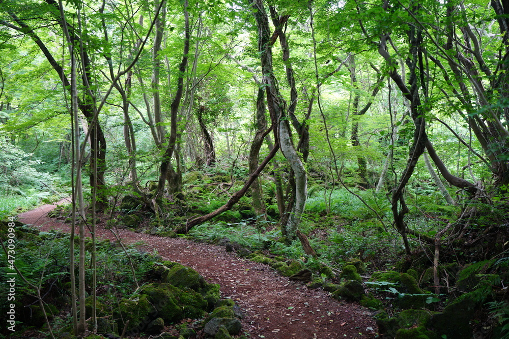 a flourishing fresh green forest with a path a flourishing fresh green forest with a path