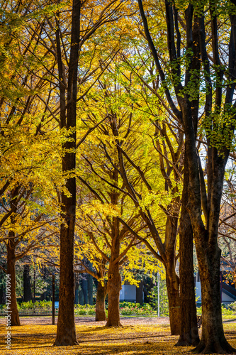 Autumn colors in a park in Tokyo with red Japanese maples and yellow Ginkgo Biloba trees putting on a colorful show