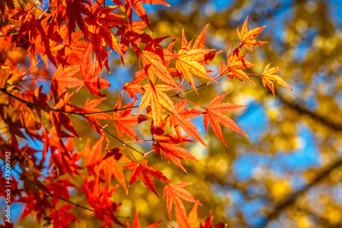 Autumn colors in a park in Tokyo with red Japanese maples and yellow Ginkgo Biloba trees putting on a colorful show